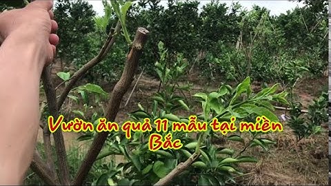 Vườn Bưởi Ruby Ăn Quả Tại Miền Bắc/giong bưởi nhập khẩu,Thang bom vlog