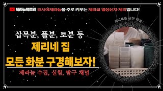 제리네 집 제라늄화분 구경!
