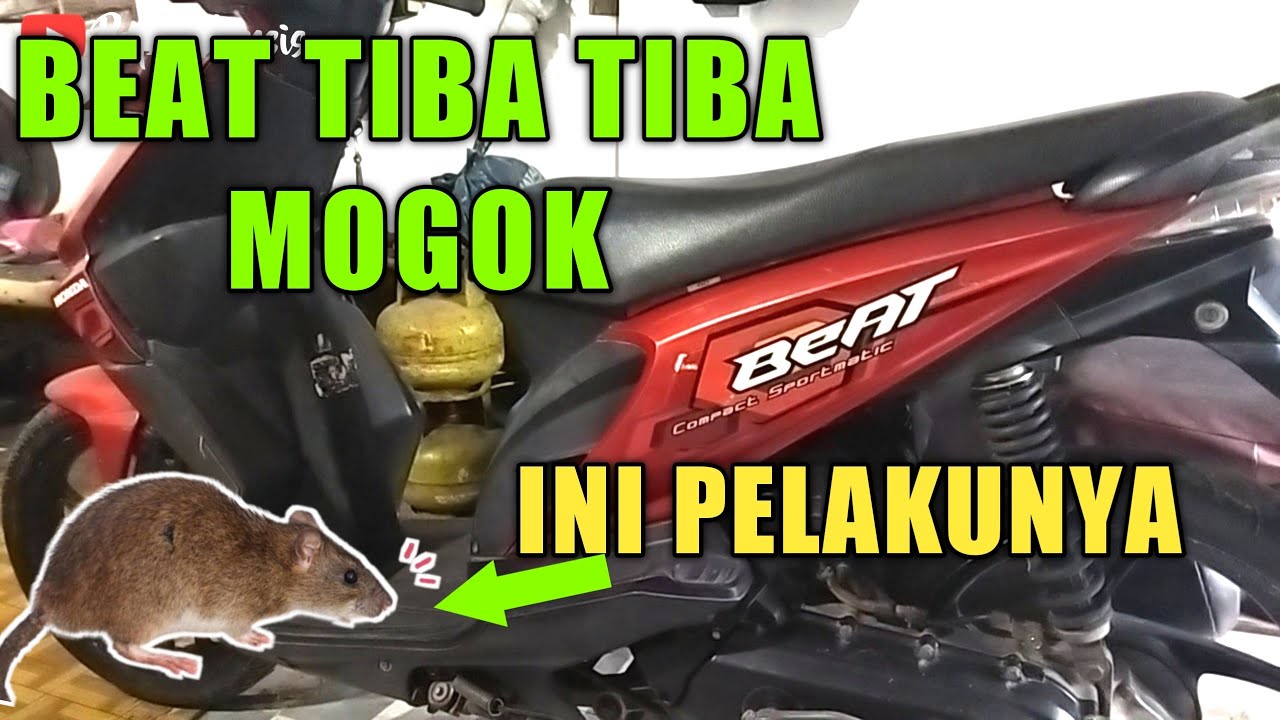 Penyebab Beat mogok tidak bisa di starter