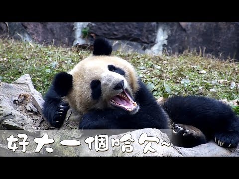 《熊貓早晚安》好大一個哈欠~ | iPanda熊貓頻道