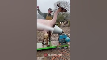 AI Visualization of Automated Fiber Shearing 🦙🤖