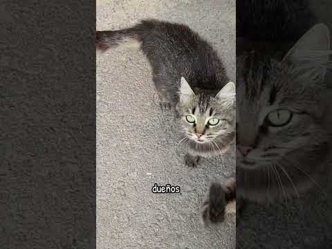Gatos callejeros vs gatos domesticos diferencias  #gatos #cat #gatoscuriosos #catcutes  #gato
