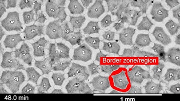 Scrambled frog eggs self-organize into cell-like comparments
