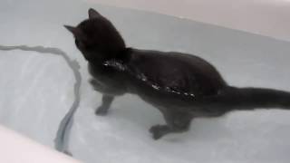 Кот плавает в ванной