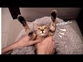 Cutest cat demands armpit scratches and bellyrubs vol up