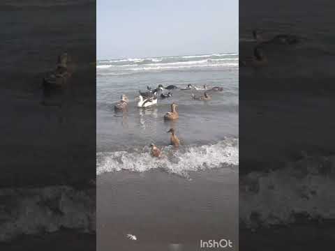طبیعت زیبای بندرانزلی