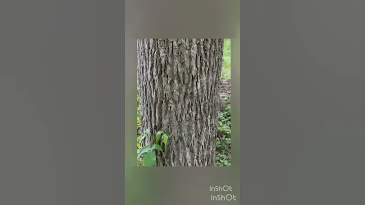 🌷🌳 These Tulip Trees Are So Poplar!!!! #GCA20220509 #PoplarTreeBud #PoplarTree #PoplarBud #Poplar