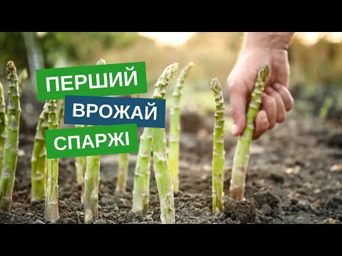 Перший врожай спаржі! Їмо просто з поля — без хімії!