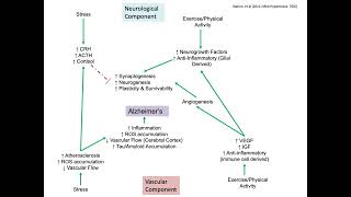 Nervous Adaptations-Neurogenesis and Synaptogenesis Part 2