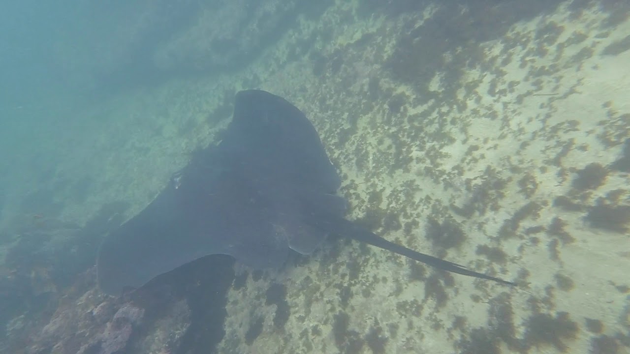 Close Encounter With Giant Stingray! | It's Wild Out There! | Subscribe!