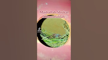 Albino Red Eyes Java / Fawn Java / Java Sparrow Hatching #mab_aviary_karachi #birdslover #lovebirds