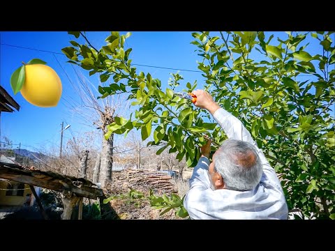 Video: Narenciye Budama İpuçları - Bir Narenciye Ağacının Nasıl Budanacağını Öğrenin