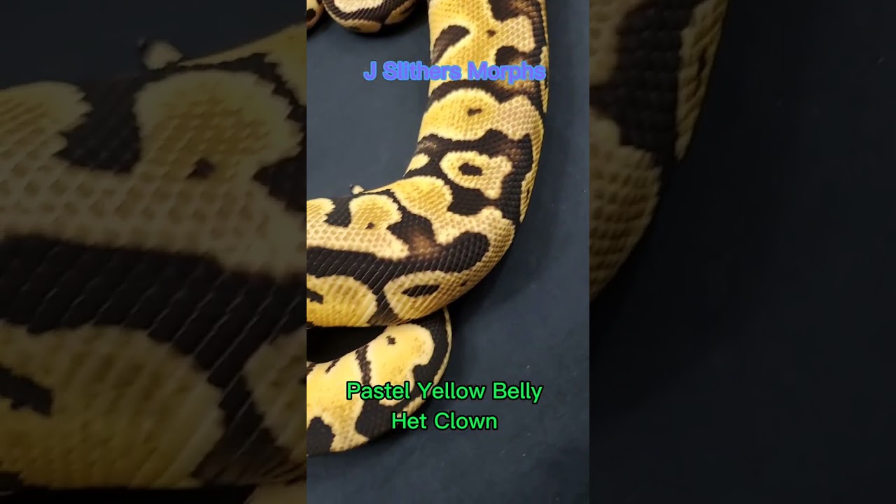Pastel Yellow Belly pos Keyhole Het 🤡