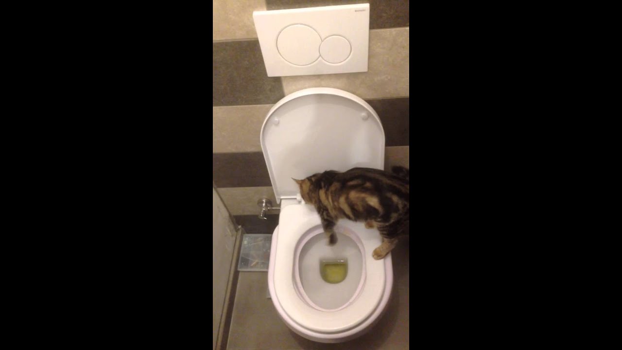 Litter Kwitter YouTube