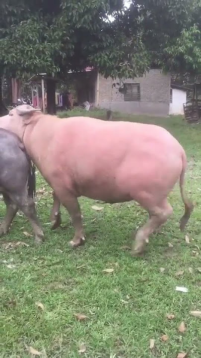 kerbau bule kawin