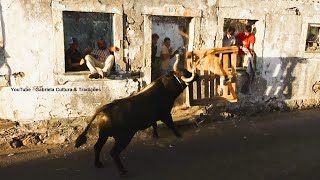 Outeiro Do Galhardo - Tourada C/Touros Ganadaria JG (77,25,70,27) - 30/8/2025 - Ilha Terceira