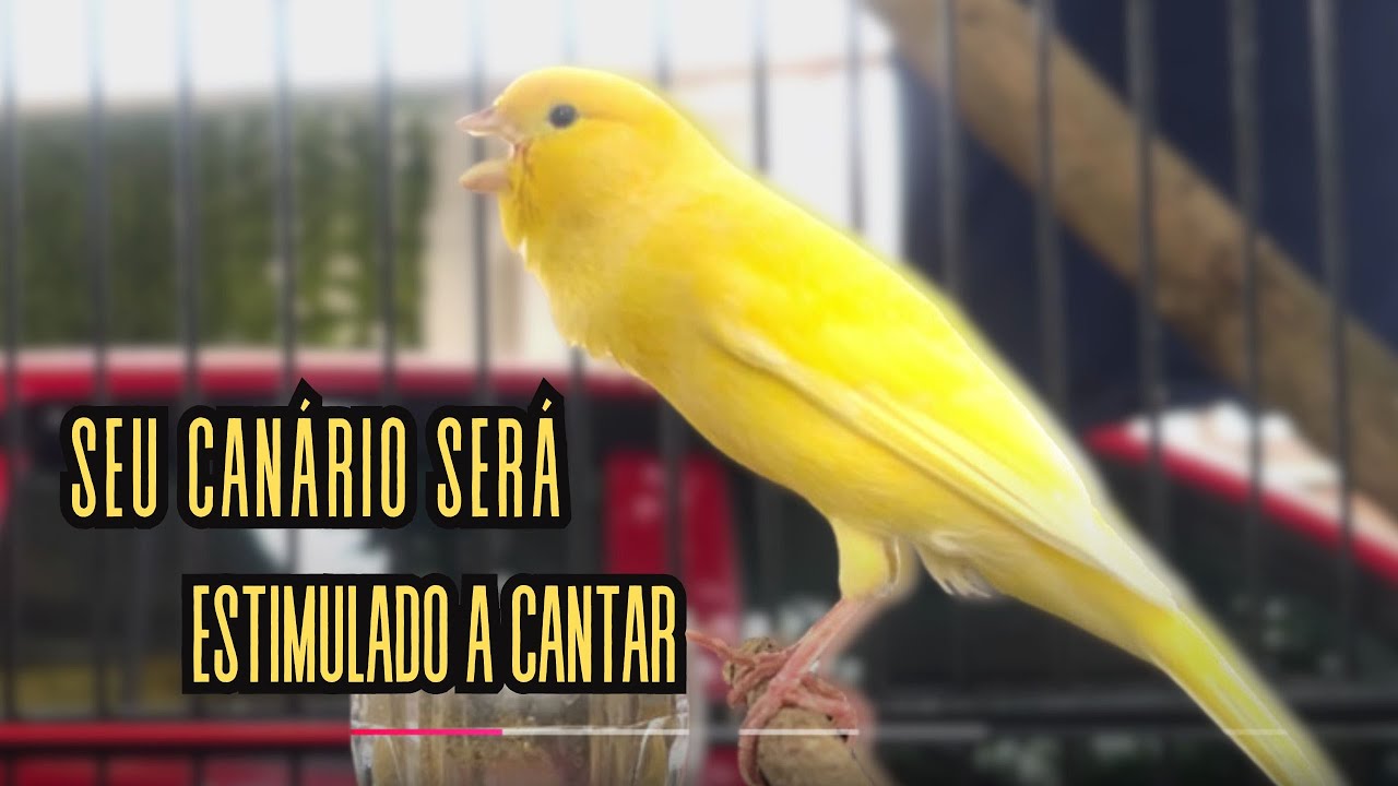 Canário Belga cantando para Treinar Canários Jovens e Silenciosos a ...