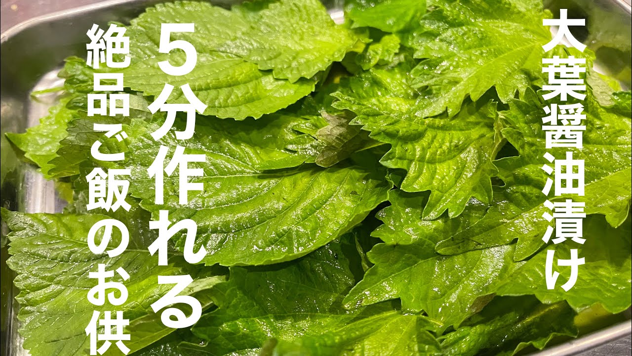 ご飯泥棒 ごはんが無限に食べられる 青じそ大葉の醤油漬け Youtube
