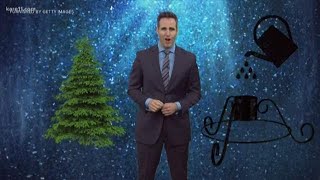 How to keep your Christmas tree fresh