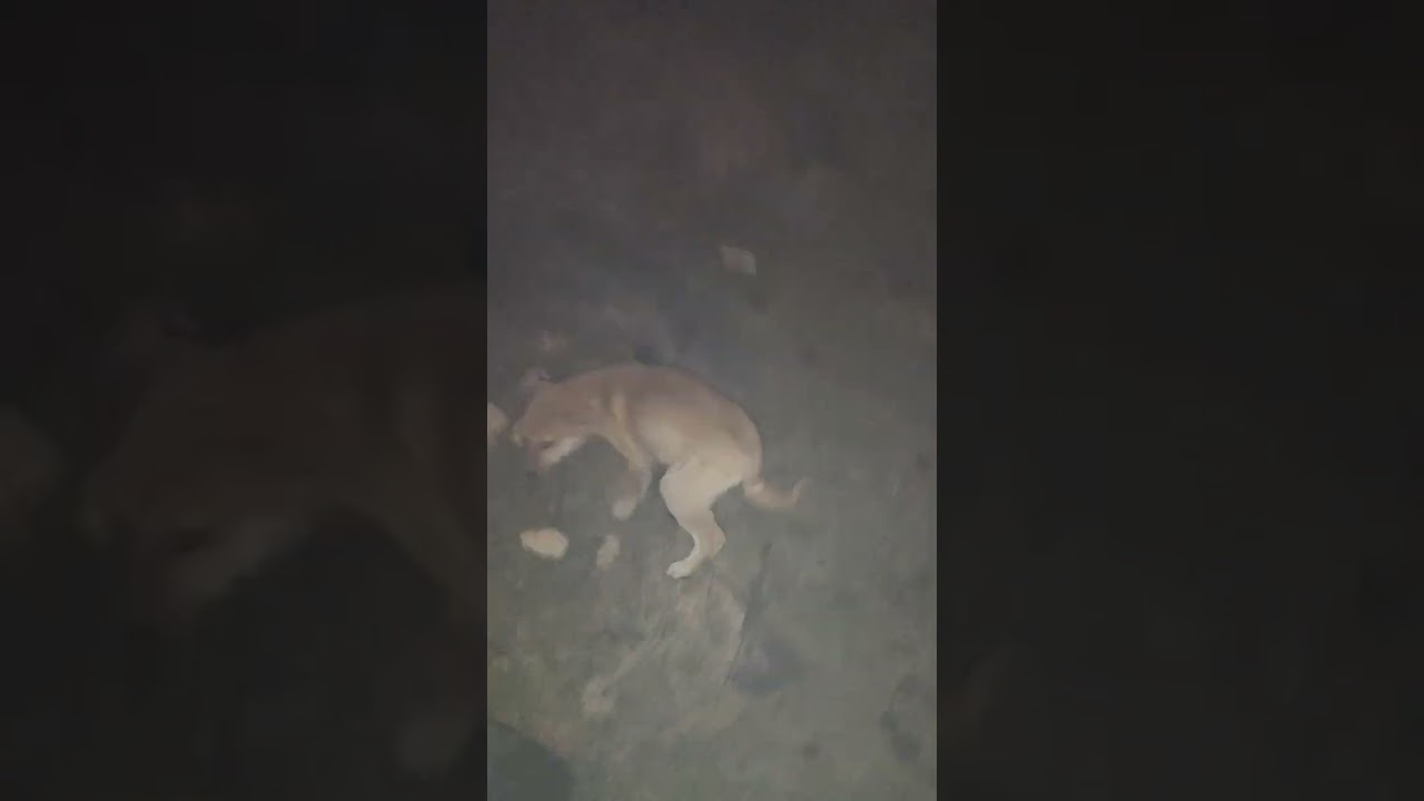 28 wa din lagatar dogi sewa