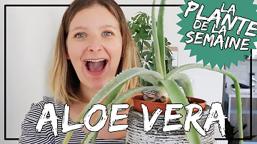 Pourquoi mon aloe vera est molle ?