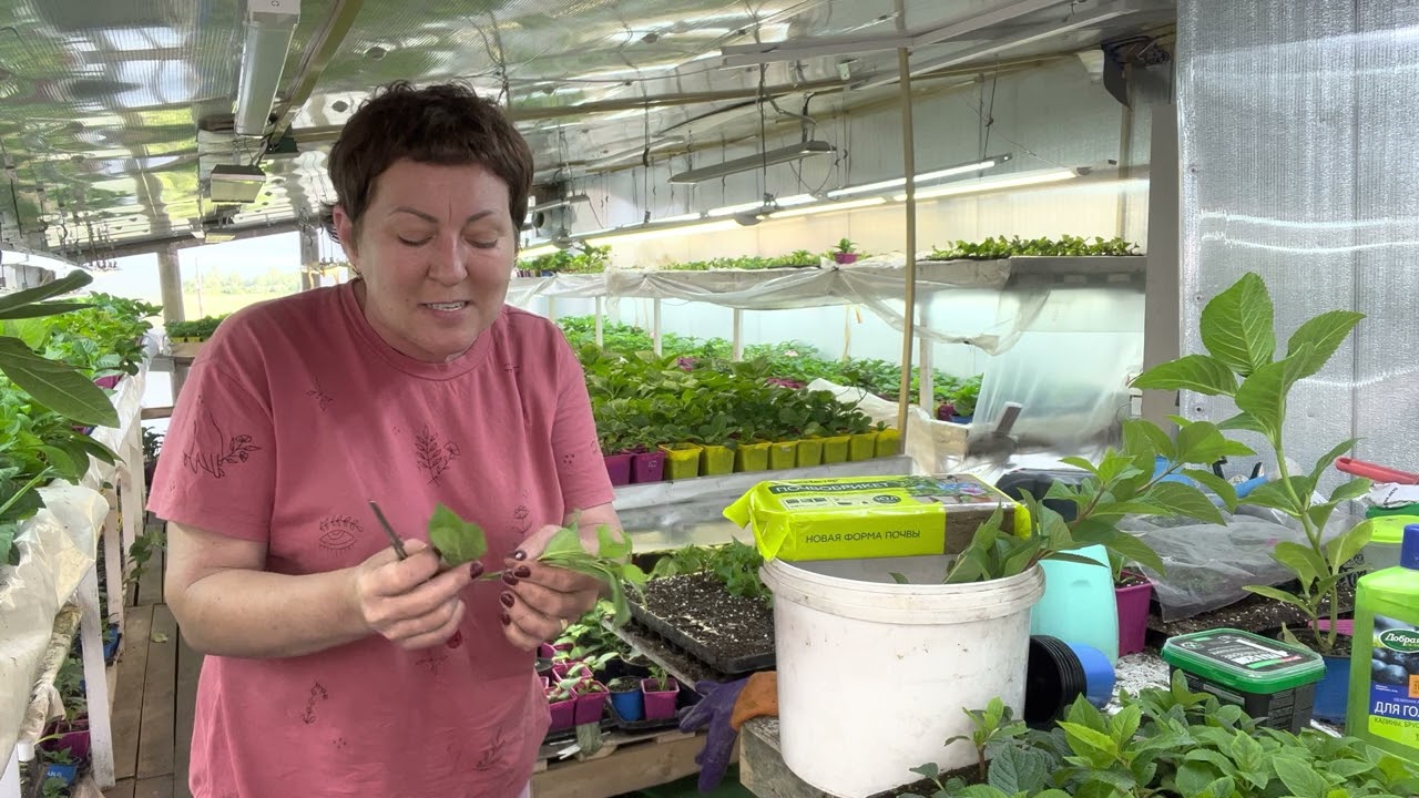 Какие ветки брать на черенки. Работа и соцсети, садовая мода. 15.07 ...