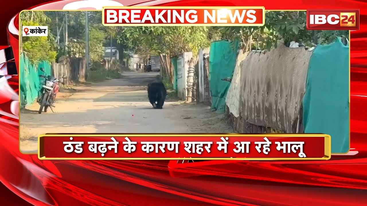 Kanker Bear Video : ठंड बढ़ने के कारण शहर में आ रहे भालू। वन विभाग की टीम अलर्ट मोड पर
