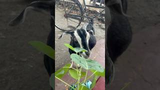 Goat eating leafs #shorts #animals #baby