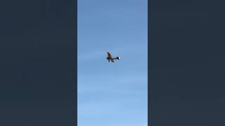 Boeing Stearman Model 75  Ww2 plane