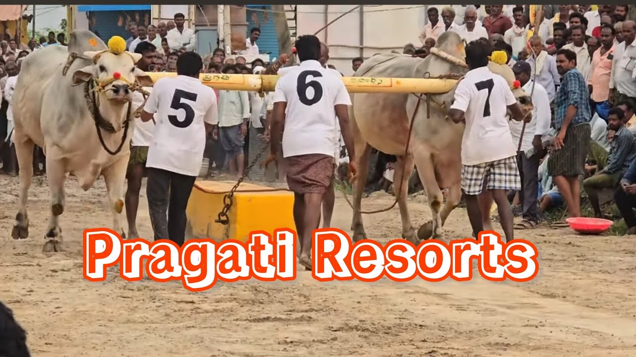 Pragati Resorts senior bull's Hyderabad.......in Prathipadu