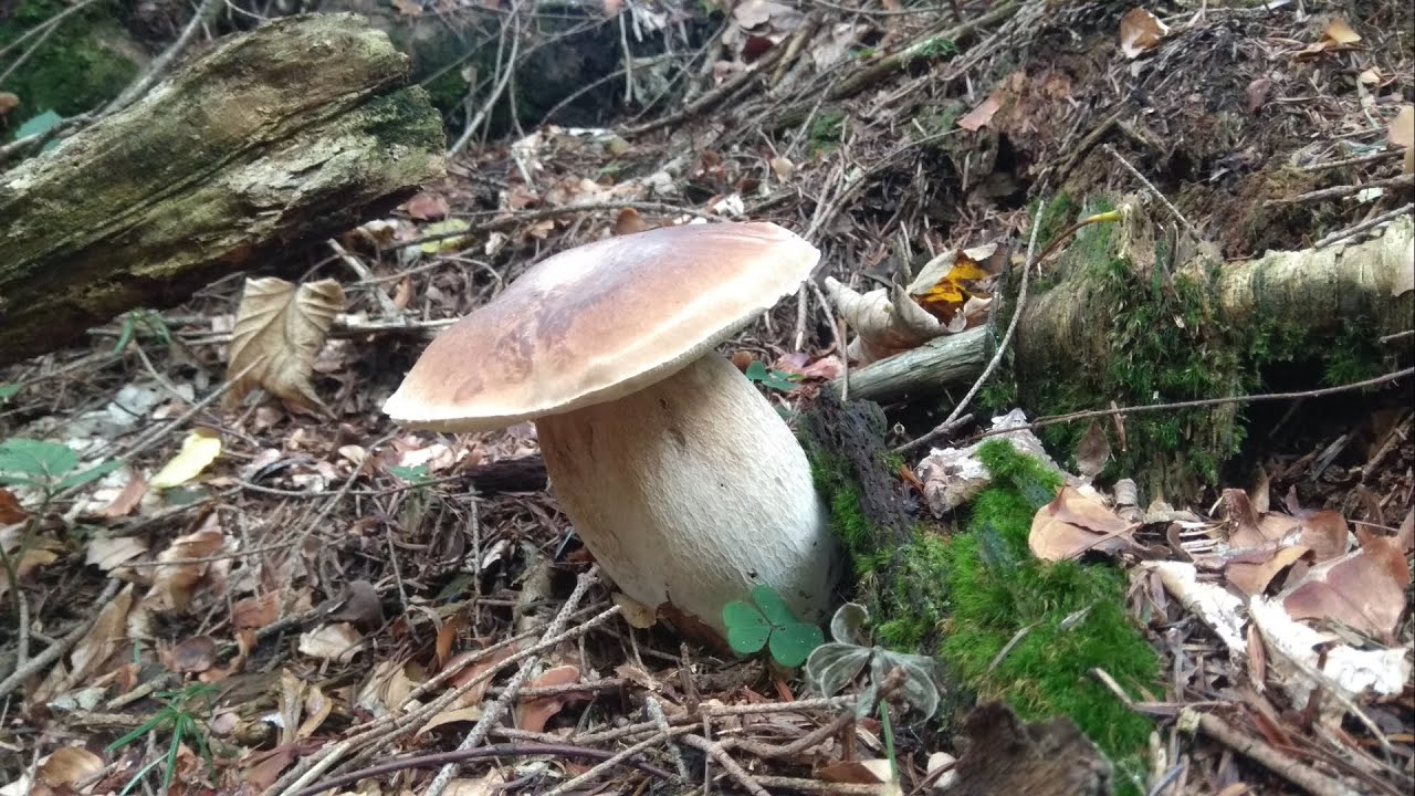 Grzyby 2024 Borowiki jak z bajki.