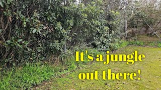 Gardening CLEAN-UP of a WILD tennis court!