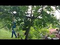 Penjanje na drvo - Climbing a tree