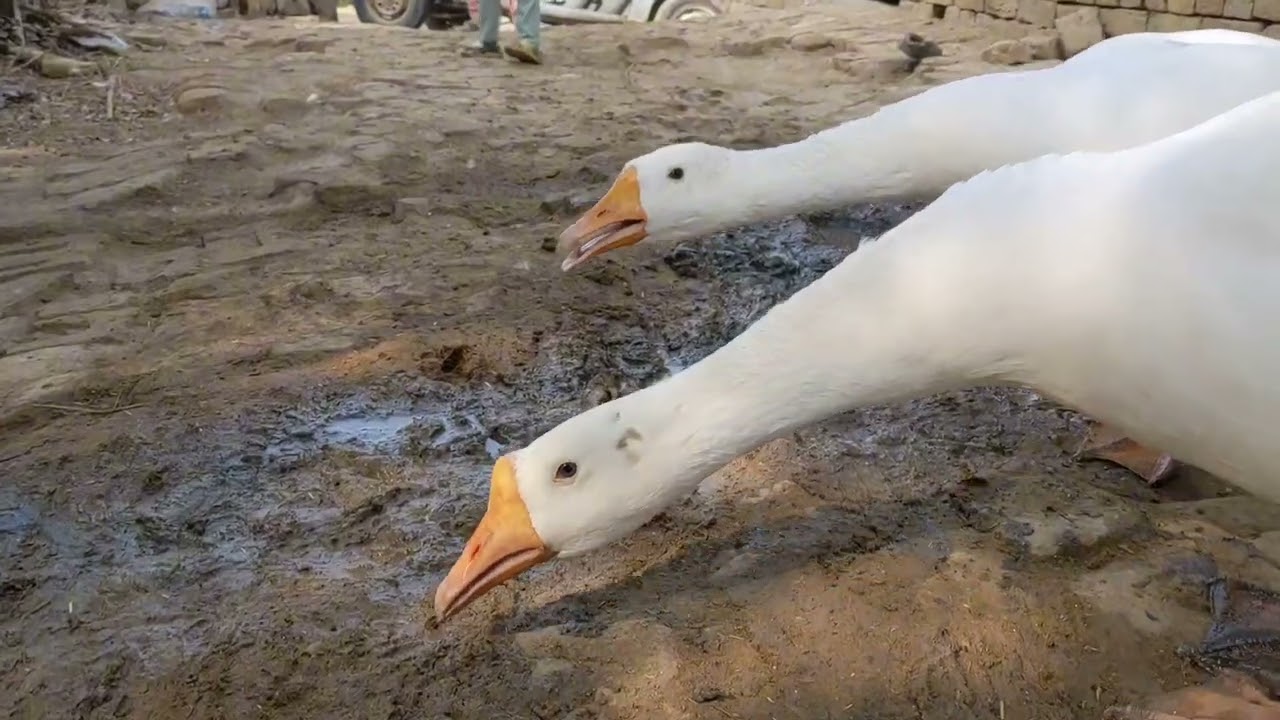 Mini zoo Beautiful video|duck|hen|rabbit|| beautiful video must watch||viral mini zoo|| duck breed