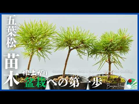 苗木から始める五葉松盆栽｜根上がりを目指して最初の曲付け Starting