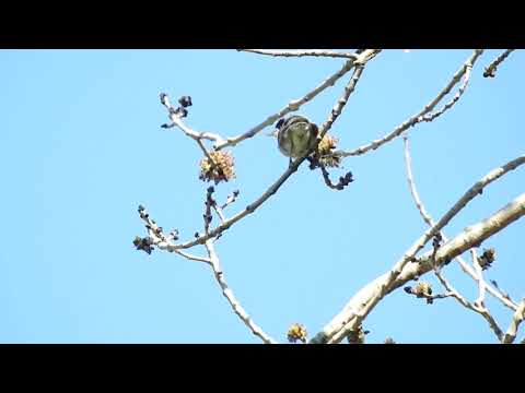 Blackcap Song