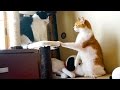 雄猫の喧嘩を止める雌猫