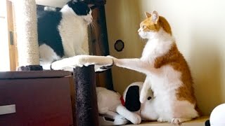 Cats Stop Cat Fight!!