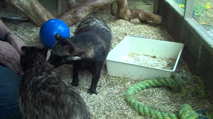 Raccoon Dog (Nyctereutes procyonoides)