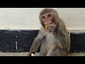 Starving Baby Monkey Finally Gets Food— His Reaction Will Break Your Heart 🥺💔#monkey #trendingvideo 
