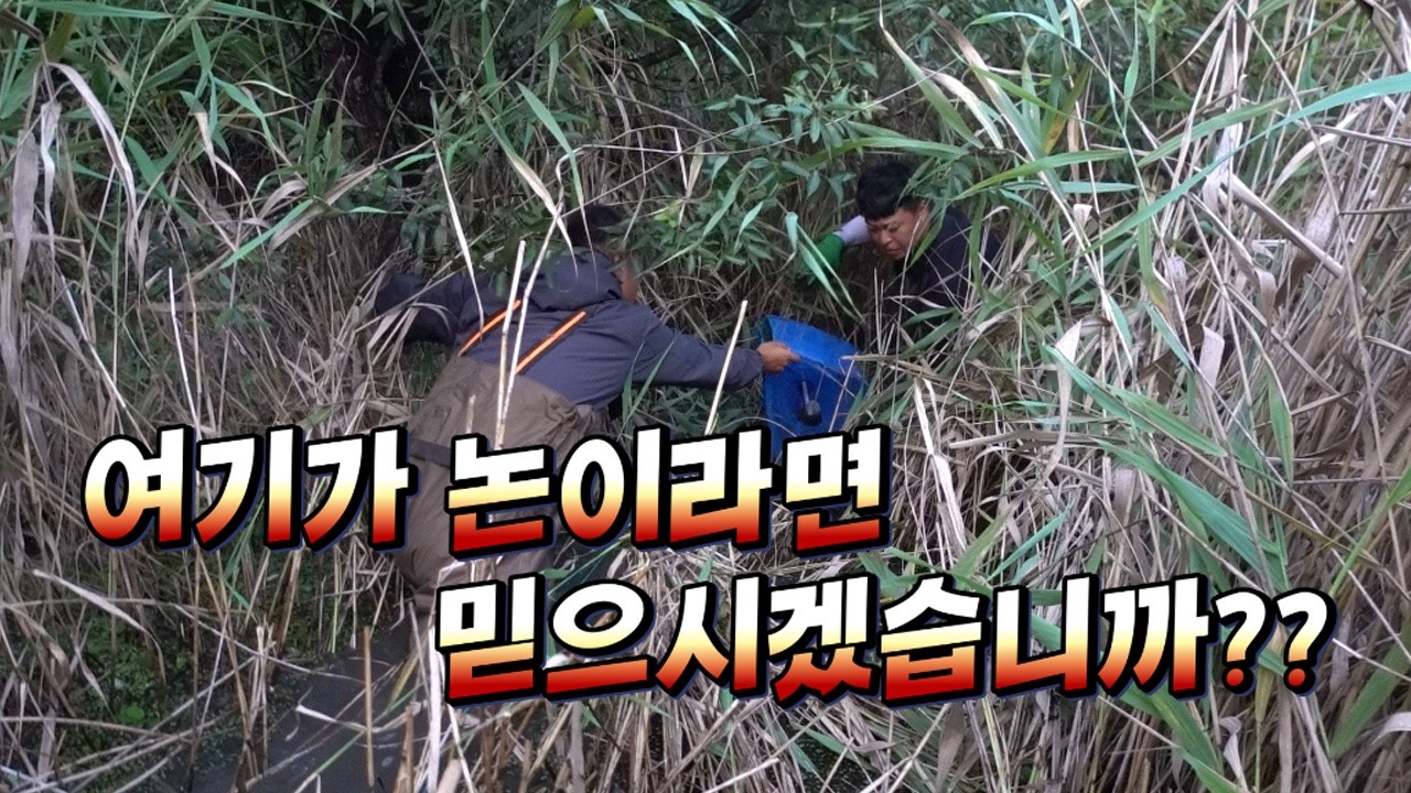 농사 안지은지 30년도 넘었다! 3천평 논에 대형 통발을 깔아보자 !!