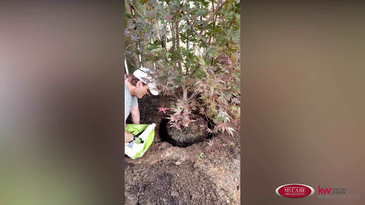 How to Replace and Plant Large Trees