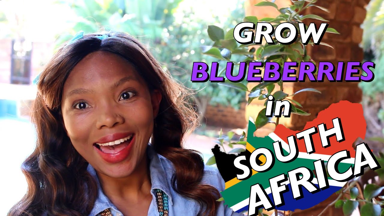 How to grow BLUEBERRIES in South Africa YouTube