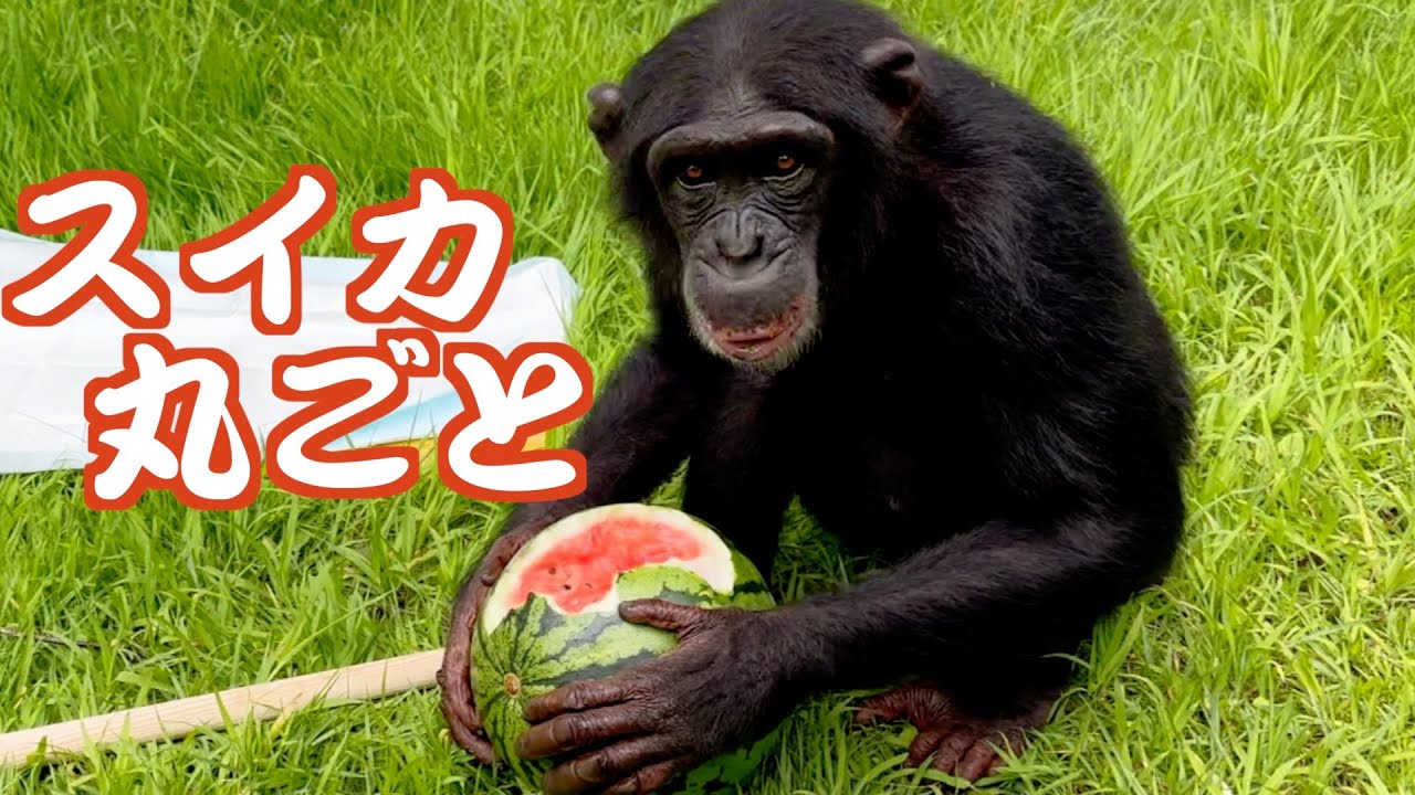 阿蘇も暑いぞ❗️夏はやっぱりスイカ割り🍉チンパンジーのプリンちゃん