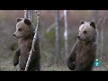 Bosques primarios de Rusia: Carelia - Grandes Documentales