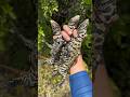 Yoinked up some invasive lizards in the everglades evergladesyoutubeshortswildlifesnakeviral