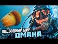 Подводный мир Омана