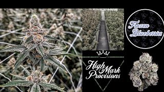HONEST Frozen Blueberries by Highmark Provisions – Strain Review