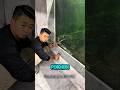 Dapat Ikan Gratis Yang Kondisinya Bikin Kaget #ikan #aquarium #shorts