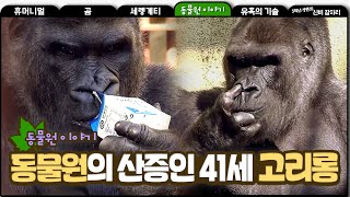 [동물원 이야기] #05, 동물원의 산증인 41세 고릴라 고리롱, Gorilla - Story of a Zoo #MBClife